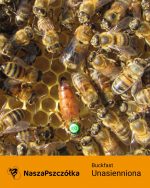 Pszczoła Buckfast unasienniona