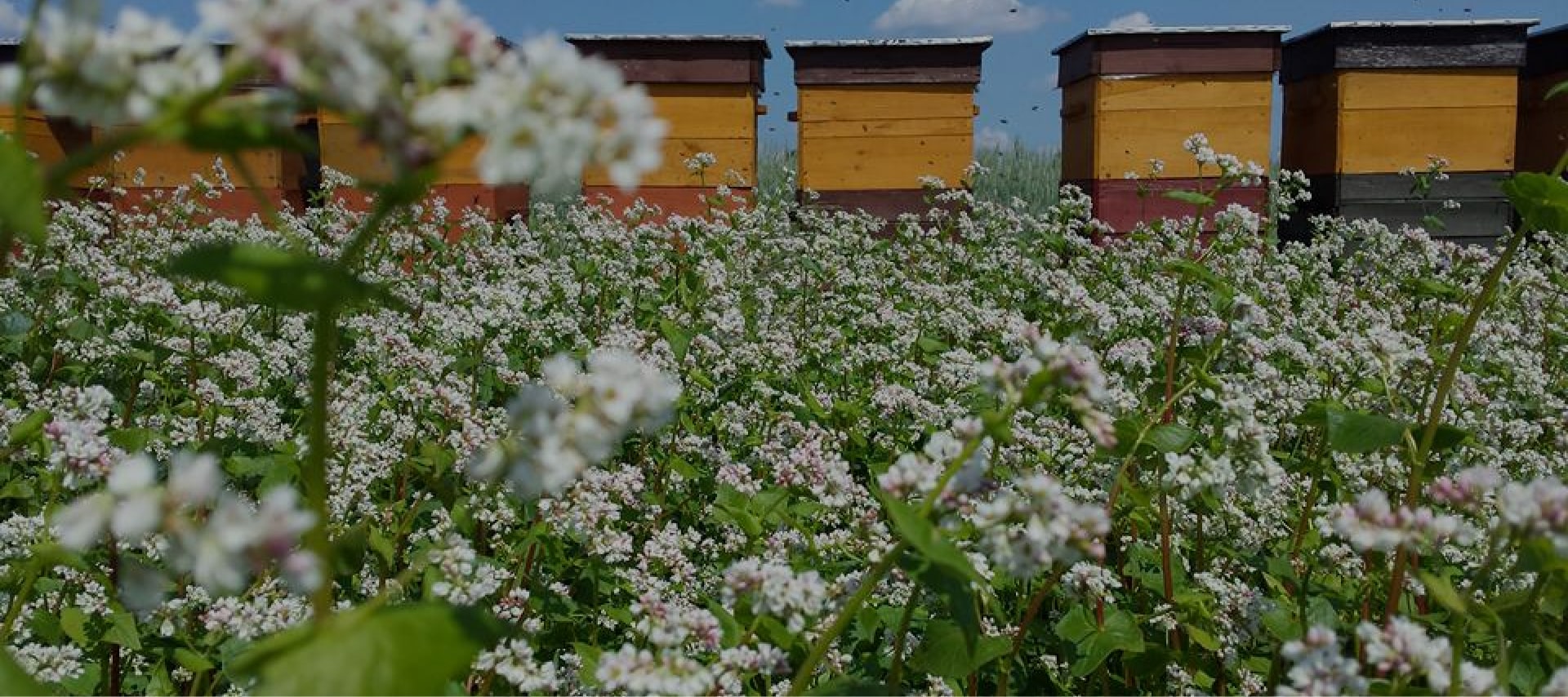Budowa nowej pasieki – poradnik w pigułce