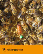 Pszczoła Buckfast KB