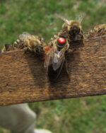 Pszczoła Carnica Sklenar G-10