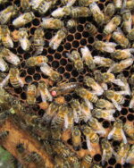 Pszczoła Buckfast VR  (VAROA RESISTANCE)