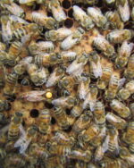 Pszczoła Buckfast VSH (VARROA SENSITIVE RESISTANCE)