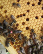 Pszczoła Środkowo-Europejska (APIS MELIFERA)