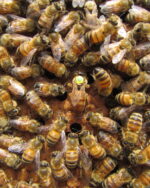 Pszczoła Włoska (APIS MELLIFERA LIGUSTICA) CORDOVAN