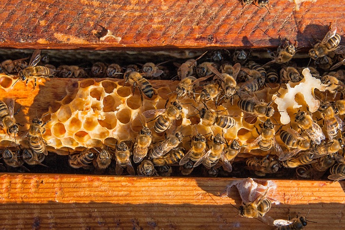 Jak działają ramki i węza w ulu? Kluczowy element każdej pasieki